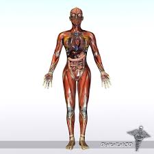 Person outline body outline map outline outline drawings body diagram body chart human body drawing body reference drawing body template. Female Muscles Diagram Koibana Info Human Body Anatomy Human Anatomy Female Human Body