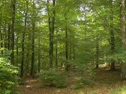 ‫غابة‬‎ ile ilgili görsel sonucu