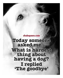Absolutely Heartbreaking But Worth It For The Unconditional Love And Companions Dog Quotes Dogs Pet Remembrance