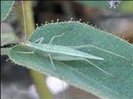 These crickets are in the subfamily oecanthinae of the family gryllidae. Tree Crickets Named After Iisc Professor