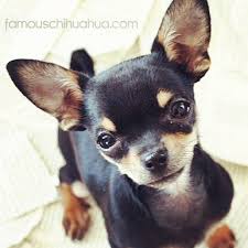 Lihat ide lainnya tentang anjing chihuahua, anjing, chihuahua. Peter Pan S Tinkerbell The Chihuahua Fairy Look At Me I M Flying Chihuahua Binatang Lucu Anjing Chihuahua