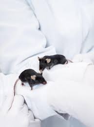 Black Laboratory Mice Two Black Laboratory Mice Sitting On Arms Of Two Animal C Ad Mice Black Black Laboratory An Animals Photography Names Photo