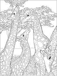 Creative Haven Beautiful Nature Designs Coloring Book 6 Sample Pages Designs Coloring Books Giraffe Coloring Pages Coloring Book Art