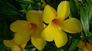 Check out our favorite easy floral you can also mix and match with bottle shapes and colorful flower varieties. Mlewallpapers Com Golden Trumpet Flowers Ii