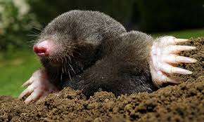 So if you see a mole in your. Moles Capitol Exterminating System