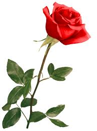Red Rose Flower Photos Beautiful Roses Flower Images