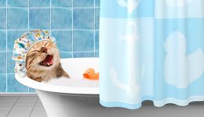 There are, however, differing opinions as some experts view bathing both unnecessary and even harmful to your cat and especially its skin and fur. How Often Should You Bathe A Cat Petsoid