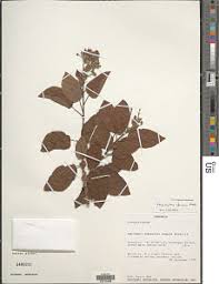 Image result for Carpodiptera africana