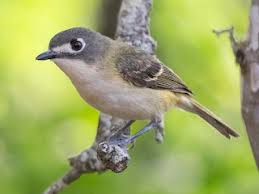 Image result for Virectaria