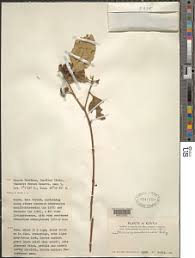 Image result for Olinia rochetiana