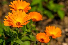 Eine blume mit vielen funktionen. Ringelblumen Saen Calendula So Gelingt Die Aussaat