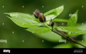 Image result for Crotalaria prolongata