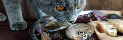Surprising to most is that cats often become intolerant to lactose as they age but natural, unflavored yogurt is actually easier for them to digest than milk. What Human Foods Can Cats Eat My Pet Needs That
