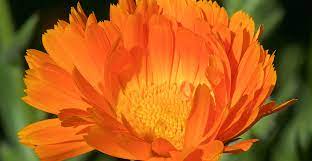 Calendula Dandelion Hawthorn Meet Them As Herbs And Flower Essences