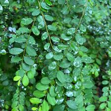 Image result for Phyllanthus muellerianus