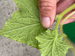 Image result for thrips damage on cucumber