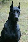 DANIFF PUPPIES FOR SALE - PuppyFinder