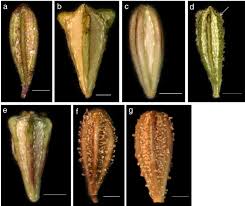 Image result for Boerhavia coccinea