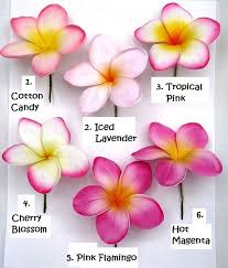 Pin On Ranunculus Lilies Poppies Plumeria