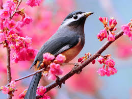 Hd Wallpaper Birds And Flowers Backgrounds Spring Wallpapers Top Best Hd Wallpapers For Desktop Most Beautiful Birds Beautiful Birds Animals Beautiful