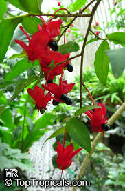 Image result for Ochna ovata