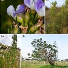 Image result for Aspidoglossum biflorum