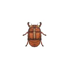New forest cicada (cicadetta montana) (ukbap.org.uk) a photo and about ten paragraphs of. Cicada Shell Animal Crossing Wiki Fandom