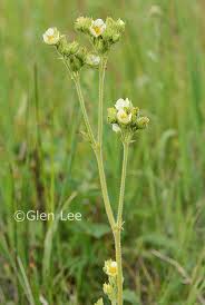 Image result for Drypetes arguta