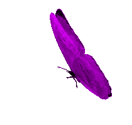 Check spelling or type a new query. Animated Gif Butterfly Flying Gifs Tenor