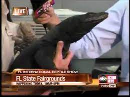 The asian water monitor (varanus salvator) is a large varanid lizard native to south and southeast asia. Repticon Black Dragon Asian Water Monitor Youtube