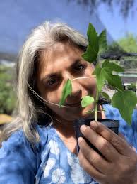 fruit trees Archives