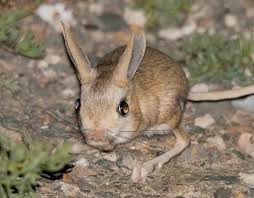 10 Incredibly Adaptive Sahara Desert Animals Conservation Institute Desert Animals Animals Animal Conservation