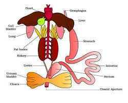 Frog Digestive System Diagram Labeled Digestive System Diagram Digestive System Human Digestive System
