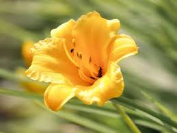 Here are some of the most coveted yellow flowers! 43 Types Of Yellow Flowers With Names Meaning And Pictures Florgeous