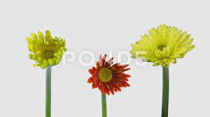 Time Lapse Of Opening Gerbera Flowers With Alpha Channel 4k Stock Footage Opening Gerbera Time Lapse Gerbera Flowers Open