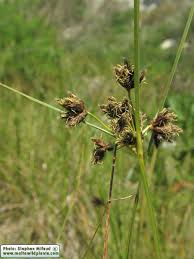 Image result for Bolboschoenus glaucus