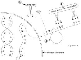 Learn the events of mitosis & meiosis using diagrams, tables, videos & quizzes. Https Vhs Valhallaschools Org Ourpages Auto 2012 12 19 48341955 Teacher S 20copy Pdf