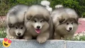 The malamute can be a chewer, so crate training is recommended when you are unable to supervise your puppy indoors. Baby Alaskan Malamute Puppies Running Funny And Cute Puppies Compilation Youtube