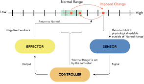 Feedback Mechanism The Definitive Guide Biology Dictionary