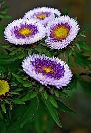 Pin By Colin Dean On Flowers Flowers Flowers Unusual Flowers Plants Beautiful Flowers
