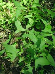 Image result for Humularia pseudo aeschynomene