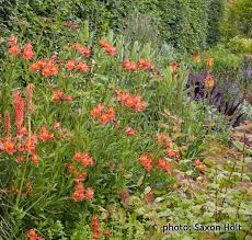 Image result for Alstroemeria pulchella