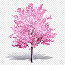 Weeping cherry trees and other cascading trees. Tree Autodesk Revit Building Information Modeling Cherry Blossom Dwg Blooming Lilies Purple Violet Png Pngegg