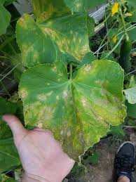 I Need An Id On This Cucumber Plant Disease Vegetablegardening