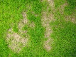 Compare prices & read reviews. Lawn Care What S Causing Yellow Spots On Your Lawn How To Fix It