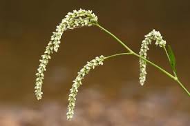 Image result for Persicaria lapathifolia
