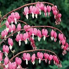 A Must Have For Every Garden Bleeding Heart Flower Bleeding Heart Flower Heart
