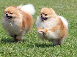 7 Things About The Pomeranian Temperament You Must Know Pomeranian Temperament Fluffy Dogs Fluffy Dog Breeds