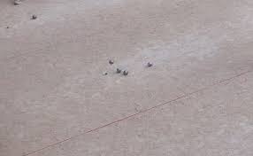 Inscrivez vous maintenant et téléchargez ce fichier. Petanque Alpe D Huez