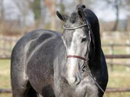 Factor Royal Dutch Warmblood Horse Jumper Beautiful Silver Color Horses Kwpn Horse Warmblood Horses